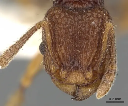 Tetramorium zypidum specimen