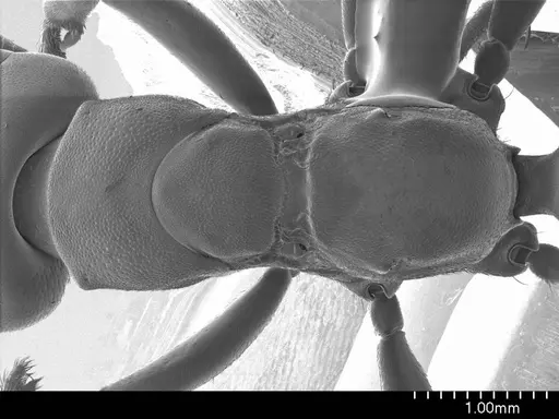 Tetraponera aethiops specimen