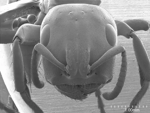 Tetraponera aethiops specimen