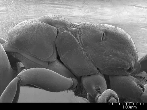 Tetraponera aethiops specimen