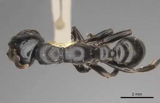 Tetraponera aethiops - CASENT0217585