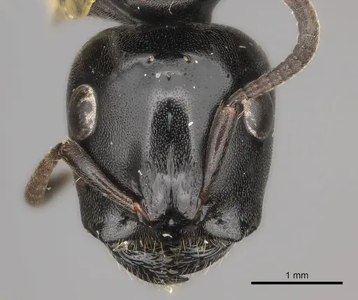 Tetraponera aethiops - CASENT0217585