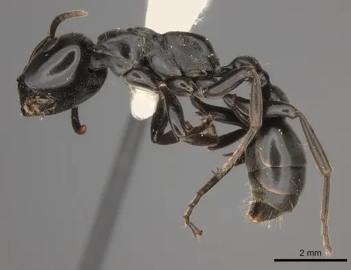 Tetraponera aethiops - CASENT0217585