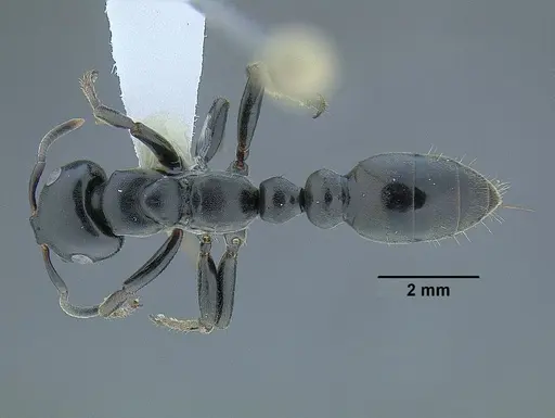 Tetraponera aethiops - CASENT0794322