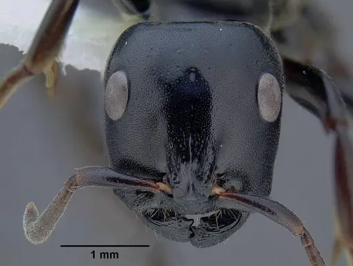 Tetraponera aethiops - CASENT0794322