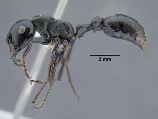 Tetraponera aethiops - CASENT0794322