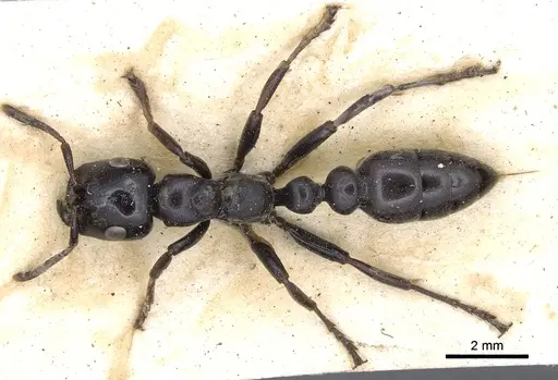 Tetraponera aethiops - CASENT0902813