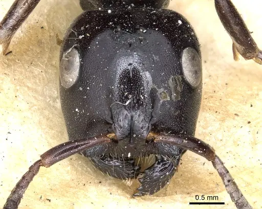 Tetraponera aethiops - CASENT0902813