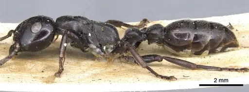 Tetraponera aethiops - CASENT0902813