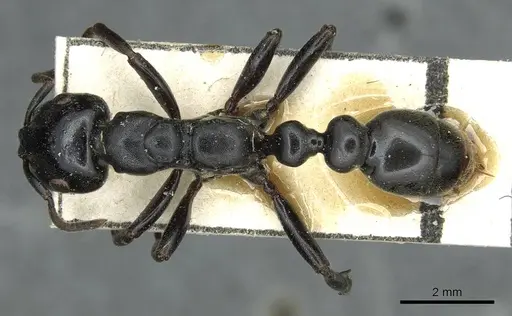 Tetraponera aethiops - CASENT0913718