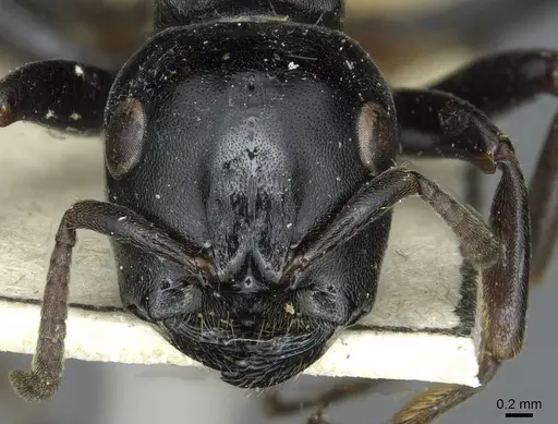 Tetraponera aethiops - CASENT0913718