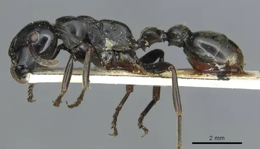 Tetraponera aethiops - CASENT0913718