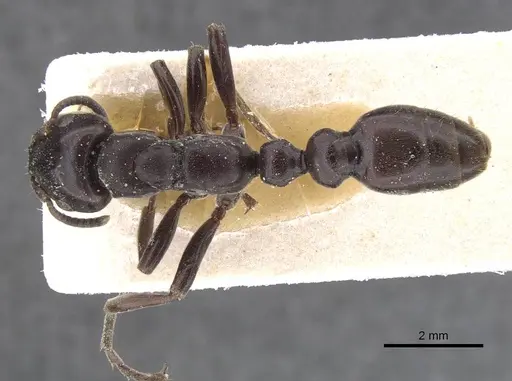 Tetraponera aethiops - CASENT0915523