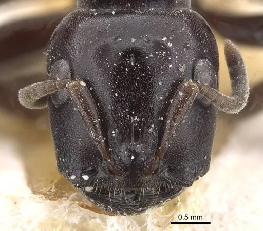 Tetraponera aethiops - CASENT0915523