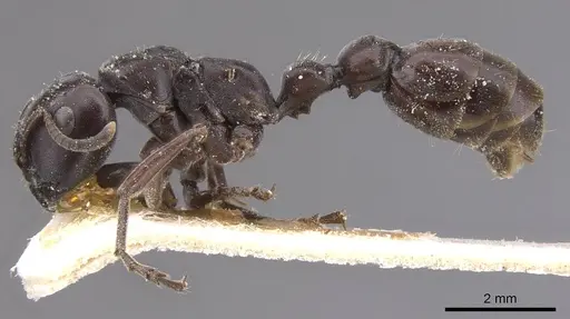 Tetraponera aethiops - CASENT0915523