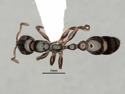 Tetraponera aitkenii specimen