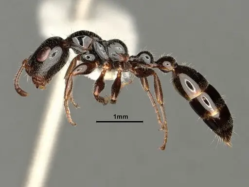 Tetraponera aitkenii specimen