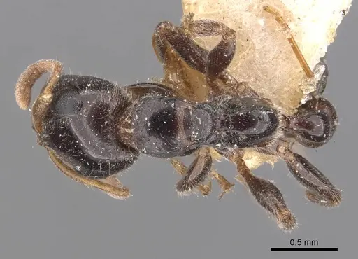 Tetraponera aitkenii - CASENT0907455