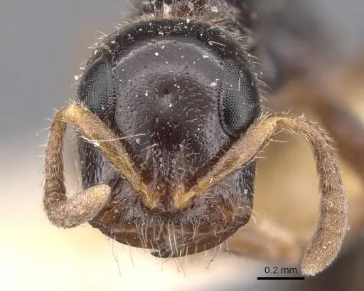 Tetraponera aitkenii - CASENT0907455