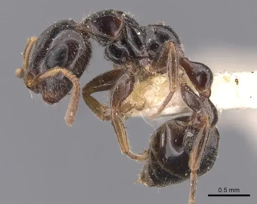 Tetraponera aitkenii - CASENT0907455