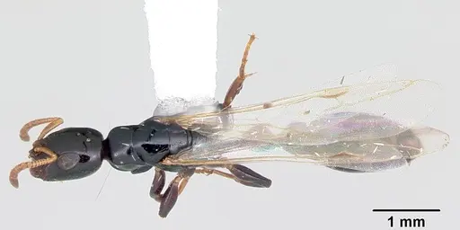 Tetraponera allaborans specimen