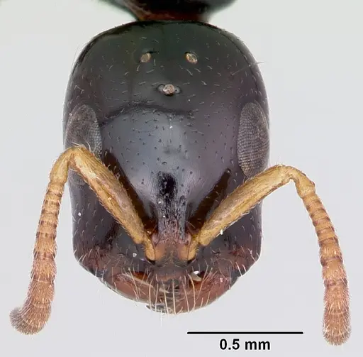 Tetraponera allaborans specimen