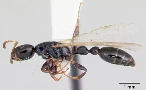 Tetraponera allaborans specimen