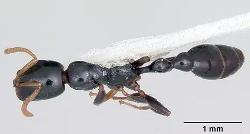 Tetraponera allaborans - CASENT0103239