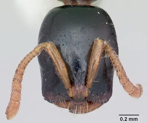 Tetraponera allaborans - CASENT0103239