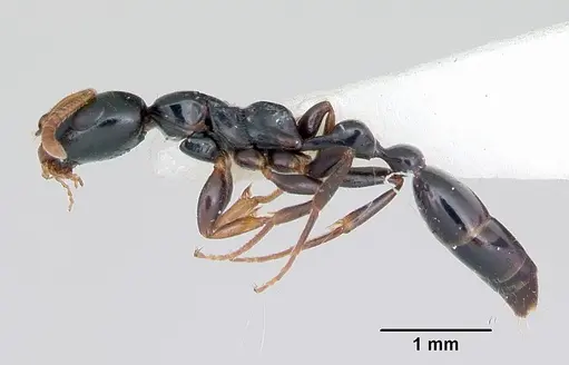 Tetraponera allaborans - CASENT0103239