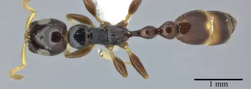 Tetraponera allaborans - CASENT0246285