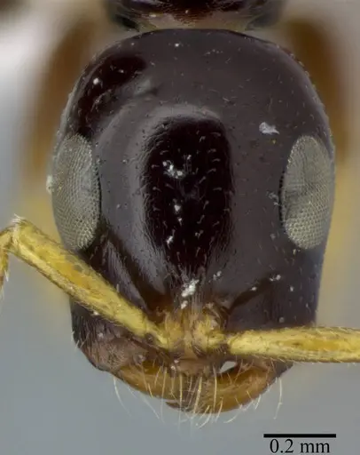 Tetraponera allaborans - CASENT0246285