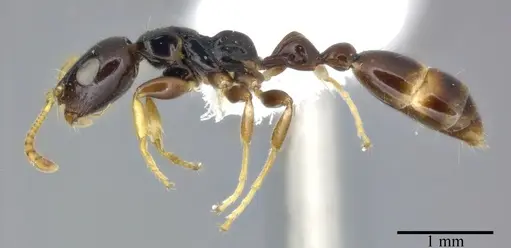 Tetraponera allaborans - CASENT0246285