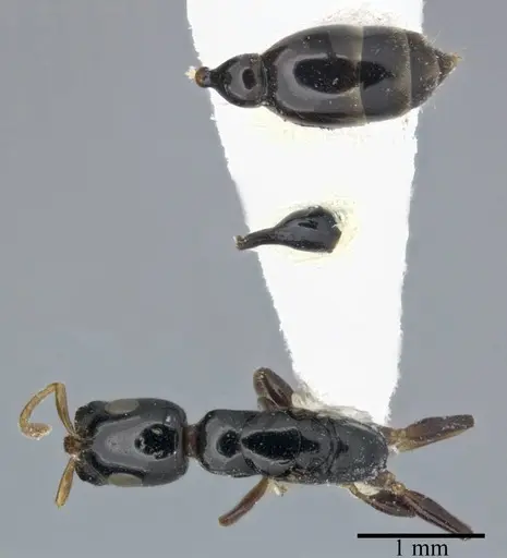 Tetraponera allaborans - CASENT0246306