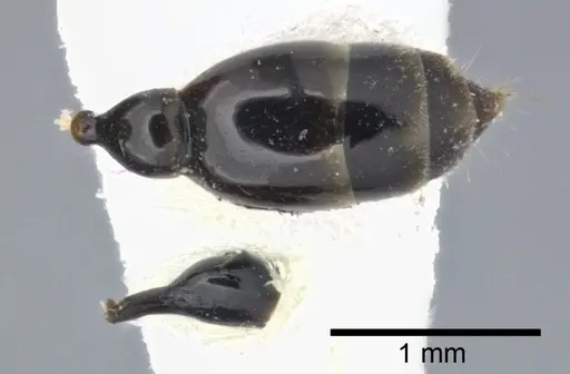 Tetraponera allaborans - CASENT0246306