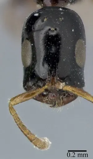 Tetraponera allaborans - CASENT0246306