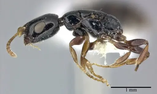 Tetraponera allaborans - CASENT0246306