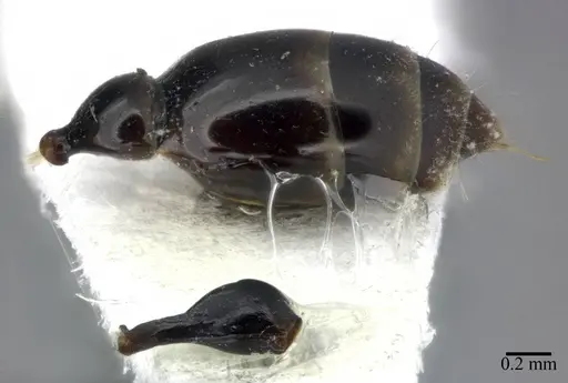 Tetraponera allaborans - CASENT0246306