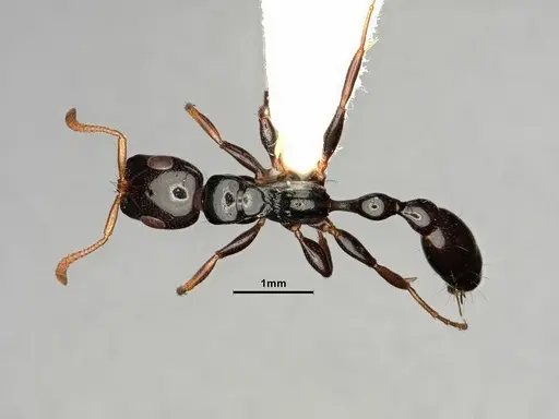 Tetraponera allaborans - CASENT0883572