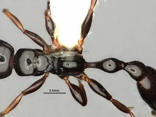 Tetraponera allaborans - CASENT0883572