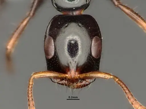 Tetraponera allaborans - CASENT0883572
