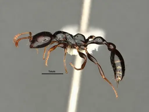 Tetraponera allaborans - CASENT0883572