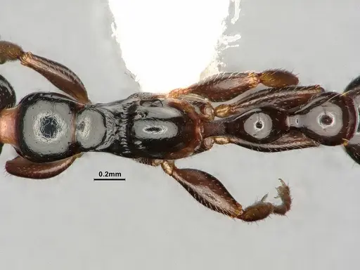 Tetraponera allaborans - CASENT0883880