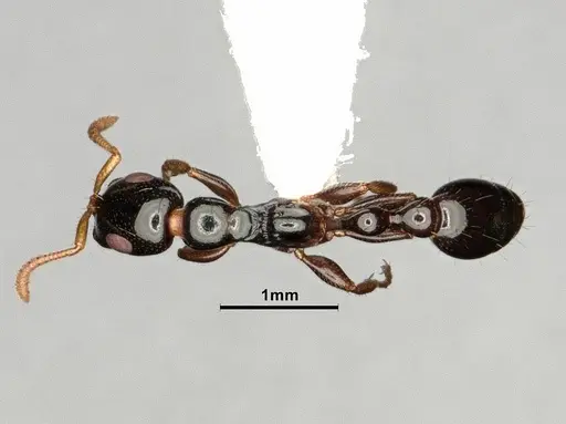 Tetraponera allaborans - CASENT0883880