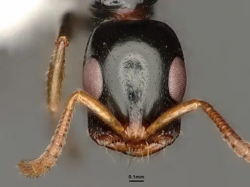 Tetraponera allaborans - CASENT0883880