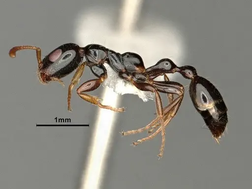 Tetraponera allaborans - CASENT0883880