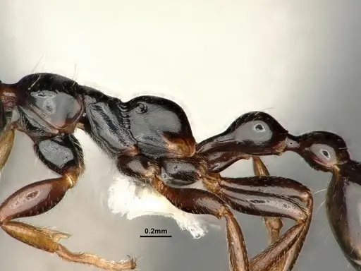 Tetraponera allaborans - CASENT0883880