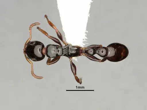 Tetraponera allaborans - CASENT0884286