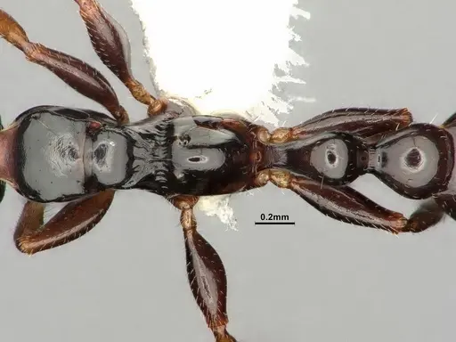 Tetraponera allaborans - CASENT0884286