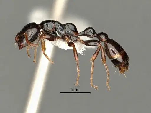 Tetraponera allaborans - CASENT0884286